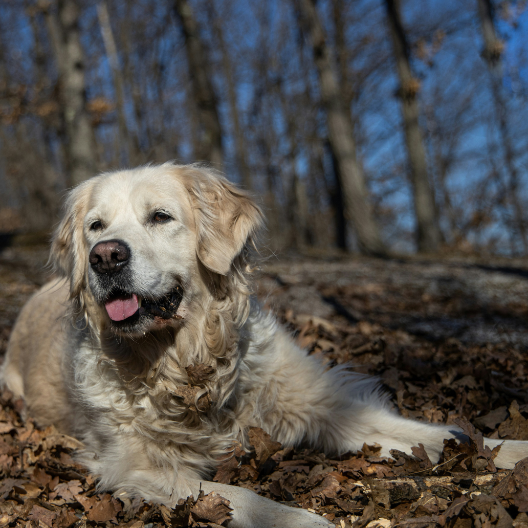 Pet photo 3