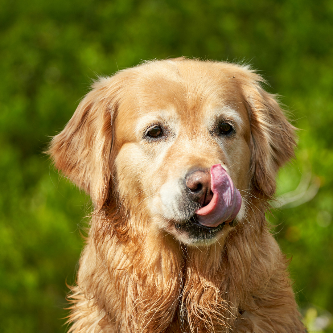 Pet photo 2